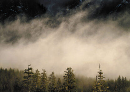 Mist over forest